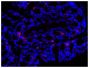 Paraffin embedded BALB/c mouse colon tissue section was stained with Goat Anti-Mouse IgA-TRITC (SB Cat. No. 1040-03) followed by DAPI.