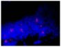 Frozen mouse lymph node section was stained with Goat Anti-Mouse Lambda-AF555 (SB Cat. No. 1060-32) followed by DAPI.
