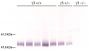 Serum from MRL/lpr IgG<sub>3</sub> +/+, +/-, and -/- mice was resolved by electrophoresis, transferred to PVDF membrane, and probed with Goat Anti-Mouse IgG<sub>3</sub>, Human ads-AP (SB Cat. No. 1100-04) followed by BCIP/NBT.<br/>Image from Greenspan NS, Lu MA, Shipley JW, Ding X, Li Q, Sultana D, et al. IgG<sub>3</sub> deficiency extends lifespan and attenuates progression of glomerulonephritis in MRL/<i>lpr</i> mice. Biol Direct. 2012;7:3. Figure 2<br/>Reproduced under the Creative Commons license https://creativecommons.org/licenses/by/2.0/