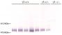 Serum from MRL/lpr IgG<sub>3</sub> +/+, +/-, and -/- mice was resolved by electrophoresis, transferred to PVDF membrane, and probed with Goat Anti-Mouse IgG<sub>3</sub>, Human ads-AP (SB Cat. No. 1100-04) followed by BCIP/NBT.<br/>Image from Greenspan NS, Lu MA, Shipley JW, Ding X, Li Q, Sultana D, et al. IgG<sub>3</sub> deficiency extends lifespan and attenuates progression of glomerulonephritis in MRL/<i>lpr</i> mice. Biol Direct. 2012;7:3. Figure 2<br/>Reproduced under the Creative Commons license https://creativecommons.org/licenses/by/2.0/