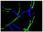 Chicken sperm was stained with anti-CaMKIV followed by Goat Anti-Rabbit IgG(H+L), Mouse/Human ads-BIOT (SB Cat. No. 4050-08), Streptavidin-CY2 (SB Cat. No. 7100-21), and DAPI.<br/>Image from Nguyen TM, Combarnous Y, Praud C, Duittoz A, Blesbois E. Ca<sup>2+</sup>/calmodulin-dependent protein kinase kinases (CaMKKs) effects on AMP-activated protein kinase (AMPK) regulation of chicken sperm functions. PLoS One. 2016;11(1):e0147559. Figure 4(f)<br/>Reproduced under the Creative Commons license https://creativecommons.org/licenses/by/4.0/