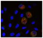 Adherent cells of chicken PBMC were stained with Mouse Anti-Chicken Monocyte/Macrophage-PE (SB Cat. No. 8420-09) and anti-Ch-7TM followed by a secondary antibody and DAPI.<br/>Image from Chen YS, Wu HC, Shien JH, Chiu HH, Lee LH. Cloning and characterization of a 7 transmembrane receptor from the adherent cells of chicken peripheral blood mononuclear cells. PLoS One. 2014;9(1):e86880. Figure 4(a)<br/>Reproduced under the Creative Commons license https://creativecommons.org/licenses/by/4.0/