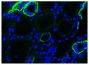 Paraffin embedded human kidney section of AAV patients were stained with anti-CD88 followed by Goat Anti-Mouse IgG(H+L), Human ads-FITC (SB Cat. No. 1031-02) and DAPI.<br/>Image from Yuan J, Gou S, Huang J, Hao J, Chen M, Zhao M. C5a and its receptors in human anti-neutrophil cytoplasmic antibody (ANCA)-associated vasculitis. Arthritis Res Ther. 2012;14:R140. Figure 3(b)<br/>Reproduced under the Creative Commons license https://creativecommons.org/licenses/by/2.0/