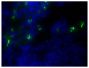 Frozen mouse lymph node section was stained with Goat Anti-Mouse IgM, Human ads-AF488 (SB Cat. No. 1020-30) followed by DAPI.