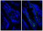 Frozen BALB/c mouse intestine tissue was stained with Rat IgG<sub>2a</sub>-UNLB isotype control (SB Cat. No. 0117-01; left) and Rat Anti-Mouse CD104-UNLB (SB Cat. No. 1855-01; right) followed by Goat Anti-Rat IgG(H+L), Mouse ads-BIOT (SB Cat. No. 3050-08), Streptavidin-FITC (SB Cat. No. 7100-02), and DAPI.