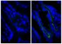 Frozen BALB/c mouse intestine tissue was stained with Rat IgG<sub>2a</sub>-UNLB isotype control (SB Cat. No. 0117-01; left) and Rat Anti-Mouse CD104-UNLB (SB Cat. No. 1855-01; right) followed by Goat Anti-Rat IgG(H+L), Mouse ads-BIOT (SB Cat. No. 3050-08), Streptavidin-FITC (SB Cat. No. 7100-02), and DAPI.