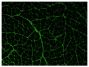 Frozen osteopontin-null mouse muscle section was stained with Goat Anti-Type III Collagen-UNLB (SB Cat. No. 1330-01) followed by a secondary antibody.<br/>Image from Gawlik KI, Holmberg J, Svensson M, Einerborg M, Oliveira BM, Deierborg T. Potent pro-inflammatory and pro-fibrotic molecules, osteopontin and galectin-3, are not major disease modulators of laminin α2 chain-deficient muscular dystrophy. Sci Rep. 2017;10:1038. Figure 6(a)<br/>Reproduced under the Creative Commons license https://creativecommons.org/licenses/by/4.0/