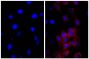 NIH/Swiss mouse fibroblast cell line 3T3 was stained with Rat Anti-β-Actin-UNLB (right) followed by Donkey Anti-Rat IgG(H+L), Mouse SP ads-AF555 (SB Cat. No. 6430-32) and DAPI.