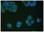 Human pancreatic carcinoma cell line MIA PaCa-2 was stained with Mouse Anti-Human TIMP-4-UNLB (SB. Cat. No. 12035-01) followed by Goat Anti-Mouse Ig, Human ads-FITC (SB. Cat. No. 1010-02) and DAPI.