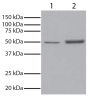 GSK3α was immunoprecipitated from total cell lysates from Jurkat cells with Mouse Anti-GSK-3α-UNLB (SB Cat. No. 10910-01). Total cell lysates from Jurkat cells (Lane 1) and immunoprecipitate (Lane 2) were resolved by electrophoresis, transferred to PVDF membrane, and probed with Mouse Anti-GSK-3α-HRP (SB Cat. No. 10905-05). Proteins were visualized using chemiluminescent detection.