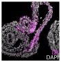 Paraffin embedded L. erinacea embryos were stained with CM-DiI and mounted with DAPI Fluoromount-G<sup>®</sup> (SB Cat. No. 0100-20).<br/>Image from Gillis JA, Tidswell OR. The origin of vertebrate gills. Curr Biol. 2017;27:729-32. Figure 3(f)<br/>Reproduced under the Creative Commons license https://creativecommons.org/licenses/by/4.0/