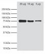 Total cell lysates from Ag8.653 cells were resolved by electrophoresis, transferred to PVDF membrane, and probed with Rat Anti-Mouse BiP-UNLB (SB Cat. No. 1775-01). Proteins were visualized using Goat Anti-Rat Ig, Mouse ads-HRP (SB Cat. No. 3010-05) secondary antibody and chemiluminescent detection.