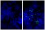 Frozen mouse lymph node section was stained with Goat IgG-FITC isotype control (SB Cat. No. 0109-02; left) and Goat Anti-Mouse IgM, Human ads-FITC (SB Cat. No. 1020-02; right) followed by DAPI.