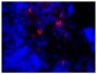 Frozen mouse lymph node section was stained with Goat Anti-Mouse IgM, Human ads-TXRD (SB Cat. No. 1020-07) followed by DAPI.