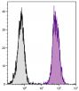 BALB/c mouse splenocytes were stained with Rat Anti-Mouse CD45-UNLB (SB Cat. No. 1660-01) followed by Goat F(ab')<sub>2</sub> Anti-Rat IgG(H+L), Mouse ads-PE (SB Cat. No. 3052-09).