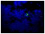Frozen mouse lymph node section was stained with Goat Anti-Mouse Lambda-FITC (SB Cat. No. 1060-02) followed by DAPI.