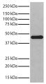 Total Jurkat cell lysates were resolved by electrophoresis, transferred to PVDF membrane, and probed with Mouse Anti-GSK-3β-HRP (SB Cat. No. 10915-01) followed by Goat Anti-Mouse IgG<sub>2b</sub>, Human ads-HRP (SB Cat. No. 1090-05). Proteins were visualized using chemiluminescent detection.