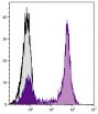 Human peripheral blood lymphocytes were stained with Mouse Anti-Human CD5-UNLB followed by Goat Anti-Mouse IgG<sub>2a</sub>, Human ads-PE/TXRD (SB Cat. No. 1080-10).