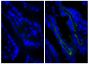 Frozen BALB/c mouse intestine tissue was stained with Rat IgG<sub>2a</sub>-UNLB isotype control (SB Cat. No. 0117-01; left) and Rat Anti-Mouse CD104-UNLB (SB Cat. No. 1855-01; right) followed by Goat Anti-Rat IgG(H+L), Mouse ads-BIOT (SB Cat. No. 3050-08), Streptavidin-FITC (SB Cat. No. 7100-02), and DAPI.