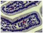 Paraffin embedded mouse intestine section was stained with Goat Anti-Mouse IgA-AP (SB Cat. No. 1040-04) followed by Red AP and hematoxylin.