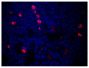 Paraffin embedded mouse lymph node section was stained with Goat F(ab')<sub>2</sub> Anti-Mouse IgM, Human ads-AF555 (SB Cat. No. 1022-32) followed by DAPI.