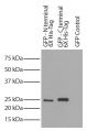 CHO-K1 cell lysates transfected with GFP - 6X His-tag were resolved by electrophoresis, transferred to PVDF membrane, and probed with Mouse Anti-His-Tag-HRP (SB Cat. No. 4603-05) followed by chemiluminescent detection.