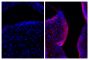 Frozen newborn mouse cartilage sections were blocked with Normal Rabbit Serum (SB Cat. No. 0040-01) and stained with Mouse Anti-Collagen Type II-UNLB (right) followed by Rabbit F(ab')<sub>2</sub> Anti-Mouse IgG(H+L), Human ads-BIOT (SB Cat. No. 6125-08), Streptavidin-CY3 (SB Cat. No. 7100-12), DAPI, and mounted with Fluoromount-G<sup>®</sup> Anti-Fade (SB Cat. No. 0100-35).