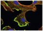 BMH29L cells were stained with anti-β-actin and anti-γ-actin followed by Goat Anti-Mouse IgG<sub>1</sub>, Human ads-FITC (SB Cat. No. 1070-02) and Goat Anti-Mouse IgG<sub>2b</sub>, Human ads-TRITC (SB Cat. No. 1090-03) and DAPI.<br/>Image from Pasquier E, Tuset M, Sinnappan S, Carnell M, Macmillan A, Kavallaris M. γ-Actin plays a key role in endothelial cell motility and neovessel maintenance. Vasc Cell. 2015;7:2. BMC Med Genet. 2017;18:44. Figure 1<br/>Reproduced under the Creative Commons license https://creativecommons.org/licenses/by/4.0/