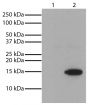 Lane 1 - Untreated Jurkat whole cell lysate<br/>Lane 2 - TSA-treated Jurkat whole cell lysate (400 nM, 12 hr)<br/>Cell lysates were resolved by electrophoresis, transferred to PVDF membrane, probed with Mouse Anti-Acetyl-Histone H3 (Lys4)-UNLB (SB Cat. No. 13600-01), and visualized using Goat Anti-Mouse IgG<sub>2b</sub>, Human/Bovine/Horse SP ads-HRP (SB Cat. No. 1093-05) secondary antibody and chemiluminescent detection.
