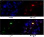 CHO-K1 cells transfected with GFP - N-terminal 6X His-tag were stained with Mouse Anti-His-Tag-BIOT (SB Cat. No. 4603-08) followed by Streptavidin-CY3 (SB Cat. No. 7100-12) and DAPI.