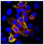 HeLa cells transfected with FLAG tagged porcine CD4.A vector were stained with Mouse Anti-Porcine CD4-PE (SB Cat. No. 4515-09) and anti-FLAG followed by a secondary antibody and Hoechst 33342.<br/>Image from Matsubara T, Nishii N, Takashima S, Takasu M, Imaeda N, Aiki-Oshimo K, et al. Identification and characterization of two CD4 alleles in Microminipigs. BMC Vet Res. 2016;12:222. Figure 6(c)<br/>Reproduced under the Creative Commons license https://creativecommons.org/licenses/by/4.0/