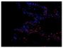 Frozen thermally burned mouse tissue section was stained with Rat Anti-Mouse Ly-6G/Ly-6C-PE (SB Cat. No. 1900-09) and mounted with DAPI containing medium.<br/>Image from Everett J, Turner K, Cai Q, Gordon V, Whiteley M, Rumbaugh K. Arginine is a critical substrate for the pathogenesis of <i>Pseudomonas aeruginosa</i> in burn wound infections. MBio. 2017;8:e02160-16. Figure 1(c)<br/>Reproduced under the Creative Commons license https://creativecommons.org/licenses/by/4.0/