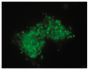 Wdpks1Δ-1 yeast cells treated with enzymes, denaturant, and hot acid were stained with anti-melanin followed by Goat Anti-Mouse IgM, Human ads-FITC (SB Cat. No. 1020-02).<br/>Image from Paolo WF Jr, Dadachova E, Mandal P, Casadevall A, Szaniszlo PJ, Nosanchuk JD. Effects of disrupting the polyketide synthase gene <i>WdPKS1</i> in <i>Wangiella</i> [<i>Exophiala</i>] <i>dermatitidis</i> on melanin production and resistance to killing by antifungal compounds, enzymatic degradation, and extremes in temperature. BMC Microbiol. 2006;6:55. Figure 4(d)<br/>Reproduced under the Creative Commons license https://creativecommons.org/licenses/by/2.0/