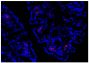 Paraffin embedded BALB/c mouse colon tissue section was stained with Goat Anti-Mouse IgA-TXRD (SB Cat. No. 1040-07) followed by DAPI.
