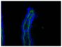 Frozen chicken intestinal tissue section was stained with Goat Anti-Type I Collagen-AF488 (SB Cat. No. 1310-30) followed by DAPI.