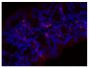 Paraffin embedded mouse small intestine tissue section was blocked with Normal Rabbit Serum (SB Cat. No. 0040-01) and stained with Rat Anti-Mouse IgA-UNLB (SB Cat. No. 1165-01) followed by Rabbit Anti-Rat IgG(H+L), Human ads-BIOT (SB Cat. No. 6185-08), Streptavidin-CY3 (SB Cat. No. 7100-12), DAPI, and mounted with Fluoromount-G<sup>®</sup> Anti-Fade (SB Cat. No. 0100-35).