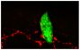 Frozen Tas1R3-GFP mouse larynx section was stained with anti-SubP followed by an AF568 secondary antibody and mounted with Fluoromount-G<sup>®</sup> (SB Cat. No. 0100-01).<br/>Image from Tizzano M, Cristofoletti M, Sbarbati A, Finger TE. Expression of taste receptors in solitary chemosensory cells of rodent airways. BMC Pulm Med. 2011;11:3. Figure 1(d)<br/>Reproduced under the Creative Commons license https://creativecommons.org/licenses/by/2.0/