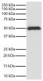 GSK3β was immunoprecipitated from total cell lysates from Jurkat cells with Mouse Anti-GSK-3β-SEPH (SB Cat. No. 10915-25). Immunoprecipitate was resolved by electrophoresis, transferred to PVDF membrane, and probed with Mouse Anti-GSK-3β-HRP (SB Cat. No. 10920-05). Proteins were visualized using chemiluminescent detection.
