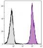 BALB/c mouse splenocytes were stained with Rat Anti-Mouse CD45-UNLB (SB Cat. No. 1660-01) followed by Mouse Anti-Rat IgG<sub>2b</sub>-PE (SB Cat. No. 3070-09).