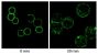 BAL17 cells stably expressing T-tagged mouse CMTM7 were stained with Goat F(ab')<sub>2</sub> Anti-Mouse IgM, Human ads-BIOT (SB Cat. No. 1022-08) and incubated on ice (0 min) or at 37°C (30 min) for 30 minutes  followed by Streptavidin-FITC.<br/>Image from Miyazaki A, Yogosawa S, Murakami A, Kitamura D. Identification of CMTM7 as a transmembrane linker of BLNK and the B-cell receptor. PLoS One. 2012;7(2):e31829. Figure 1(c)<br/>Reproduced under the Creative Commons Attribution License