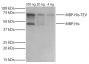 TEV protease / maltose binding protein (MBP) fusion protein with an internal 6X His-tag was resolved by electrophoresis, transferred to PVDF membrane, and probed with Mouse Anti-His-Tag-UNLB (SB Cat. No. 4603-01S) followed by Goat Anti-Mouse IgG(H+L), Human ads-HRP (SB Cat. No. 1031-05) secondary antibody and chemiluminescent detection.