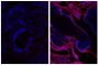 Frozen newborn mouse cartilage section was stained with Goat Anti-Type V Collagen-UNLB (SB Cat. No. 1350-01; right) followed by Donkey Anti-Goat IgG(H+L), Mouse/Rat SP ads-AF555 (SB Cat. No. 6420-32) and DAPI.