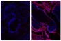 Frozen newborn mouse cartilage section was stained with Goat Anti-Type V Collagen-UNLB (SB Cat. No. 1350-01; right) followed by Donkey Anti-Goat IgG(H+L), Mouse/Rat SP ads-AF555 (SB Cat. No. 6420-32) and DAPI.