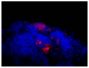 Frozen mouse lymph node section was stained with Goat Anti-Mouse IgM, Human ads-AF555 (SB Cat. No. 1020-32) followed by DAPI.