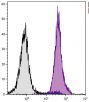 BALB/c mouse splenocytes were stained with Mouse Anti-Mouse H-2Db-UNLB (SB Cat. No. 1913-01) followed by Goat Anti-Mouse IgG<sub>2a</sub>, Human ads-PE (SB Cat. No. 1080-09).