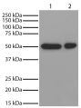 Lane 1 - Jurkat<br/>Lane 2 - NIH 3T3<br/>Total cell lysates were resolved by electrophoresis, transferred to PVDF membrane, and probed with Mouse Anti-GSK-3α-HRP (SB Cat. No. 10900-05). Proteins were visualized using chemiluminescent detection.