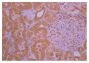 Paraffin embedded rat kidney section post 30% blood volume loss and treatment with ketoprofen was stained with anti-IL-1 followed by Rabbit Anti-Goat IgG(H+L)-BIOT (SB Cat. No. 6160-08), HRP conjugated streptavidin, DAB, and hematoxylin.<br>Image from Guedes FS Jr, Cruz DS, Rodrigues MM, Silva LM, Amorim RL, Vianna PT, et al. Renal histology and immunohistochemistry after acute hemorrhage in rats under sevoflurane and ketoprofen effect. Acta Cir Bras. 2012;27:37-42. Figure 3