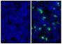 Frozen mouse spleen tissue was stained with Rat IgG<sub>2b</sub>-UNLB isotype control (SB Cat. No. 0118-01; left) and Rat Anti-Mouse Ly-6G/Ly-6C-UNLB (SB Cat. No. 1900-01; right) followed by Mouse Anti-Rat IgG<sub>2b</sub>-FITC (SB Cat. No. 3070-02) and DAPI.