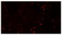 Frozen skin section from piglets immunized with an inactivated chimeric PCV1-2 vaccine post intradermal injection with PCV2 antigen was stained with Mouse Anti-Porcine CD4-PE (SB Cat. No. 4515-09).<br/>Image from Seo HW, Oh Y, Han K, Park C, Chae C. Reduction of porcine circovirus type 2 (PCV2) viremia by a reformulated inactivated chimeric PCV1-2 vaccine-induced humoral and cellular immunity after experimental PCV2 challenge. BMC Vet Res. 2012;8:194. Figure 4(c)<br/>Reproduced under the Creative Commons license https://creativecommons.org/licenses/by/2.0/