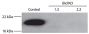 TK6 cell (control) and Bid knockout cell lysates were resolved by electrophoresis, transferred to PVDF membrane, and probed with anti-Bid followed by Swine Anti-Goat IgG(H+L), Human/Rat/Mouse SP ads-HRP (SB Cat. No. 6300-05) and chemiluminescent detection.<br/>Image from Miles MA, Hawkins CJ. Executioner caspases and CAD are essential for mutagenesis induced by TRAIL or vincristine. Cell Death Dis. 2017;8:e3062. Figure 5(a)<br/>Reproduced under the Creative Commons license https://creativecommons.org/licenses/by/4.0/